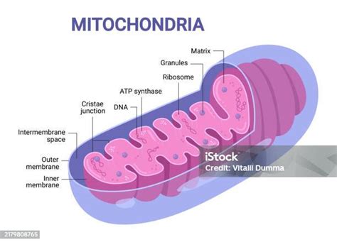 codini.rgarabwor.edu.pl. 