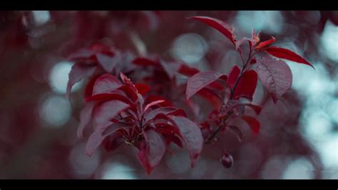 1.000+ Video, Klip HD & 4K Efek Ledakan & Ledakan Gratis - Pixabay - muktibox.com