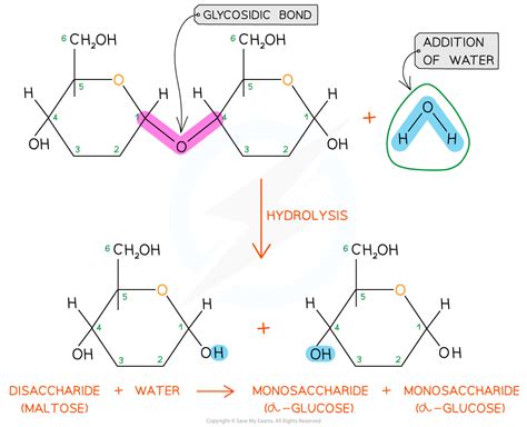 1.1.5 The Glycosidic Bond - Save My Exams