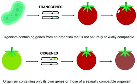 1.4 Myth: Cisgenics/intra - yumpu.com