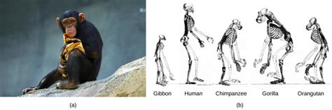 1.7 The Evolution of Primates – Human Biology