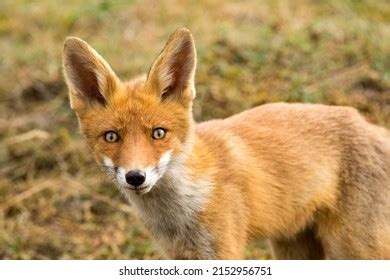 10,255 Red Fox Looking Up Images, Stock Photos