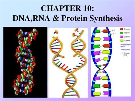 10: DNA and Protein Synthesis - Biology LibreTexts - wintechmobiles.com