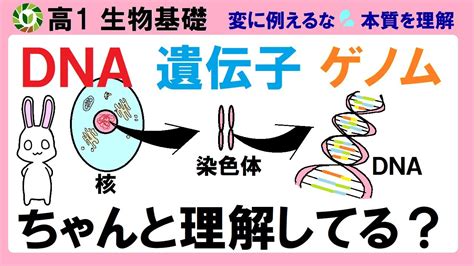 10分でわかる「遺伝子」と「DNA」の違い - デマこい！