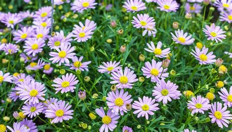 10月16日の誕生花は何 特徴や育て方 誕生石に記念日もご紹介 Botanica