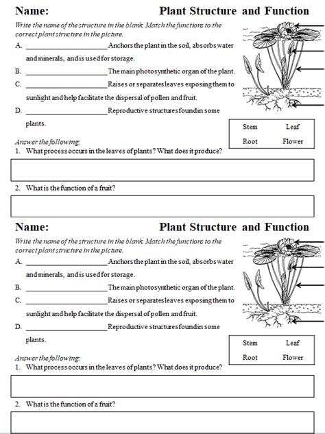 10++ Plant Structure And Function Worksheet Worksheets Decoomo
