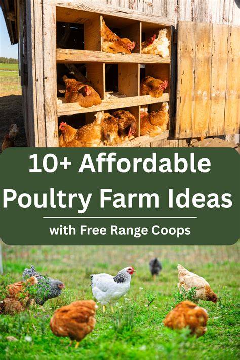 10+ Affordable Poultry Farm Ideas with Free Range … - raincitystudios.com