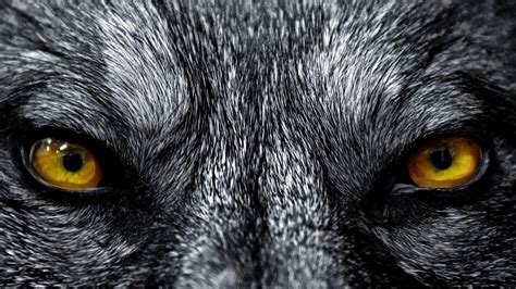 10+ Free Wolf Eyes & Wolf Illustrations - Pixabay