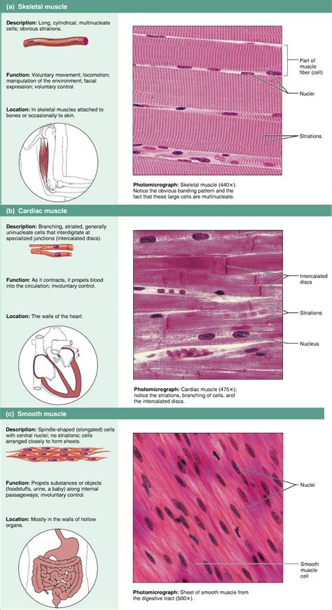 10 1 Overview Of Muscle Tissues Anatomy And Muscle Anatomy Worksheet - Muscle Anatomy Worksheet