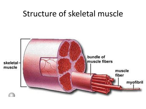 10 2 Skeletal Muscle Anatomy Amp Physiology Open Muscle Anatomy Worksheet - Muscle Anatomy Worksheet