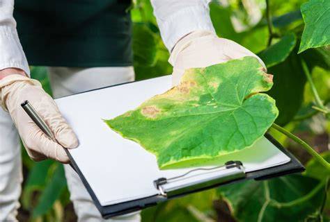 10 Advanced Tips for Effective Crop Monitoring and Early Pest and ... - raincitystudios.com