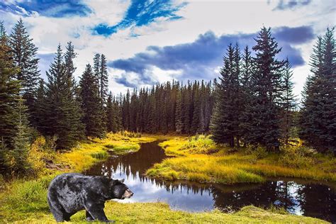 10 Animals That Live In Coniferous Forests - WorldAtlas - raincitystudios.com
