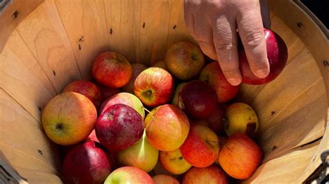 10 Apple orchards near NYC for pick-your-own fun - raincitystudios.com