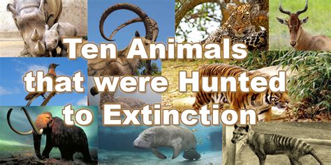 10 Animals Humans Hunted to Extinction