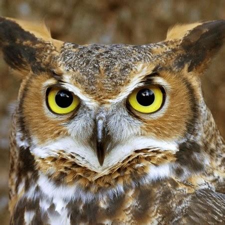 10 Awesome Facts About Owls - Listverse