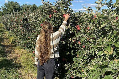 10 best apple orchards in the US for going apple picking - raincitystudios.com
