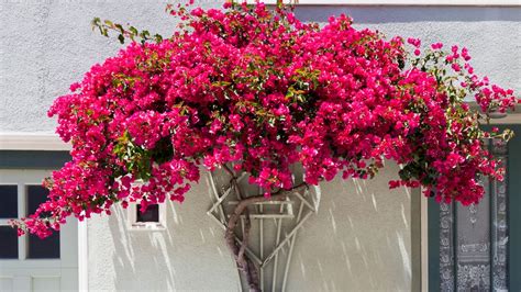10 Best Balcony Vines For Indian Weather - News18 - raincitystudios.com