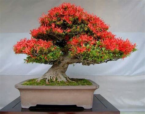 10 Best delonix regia bonsai seeds - raincitystudios.com