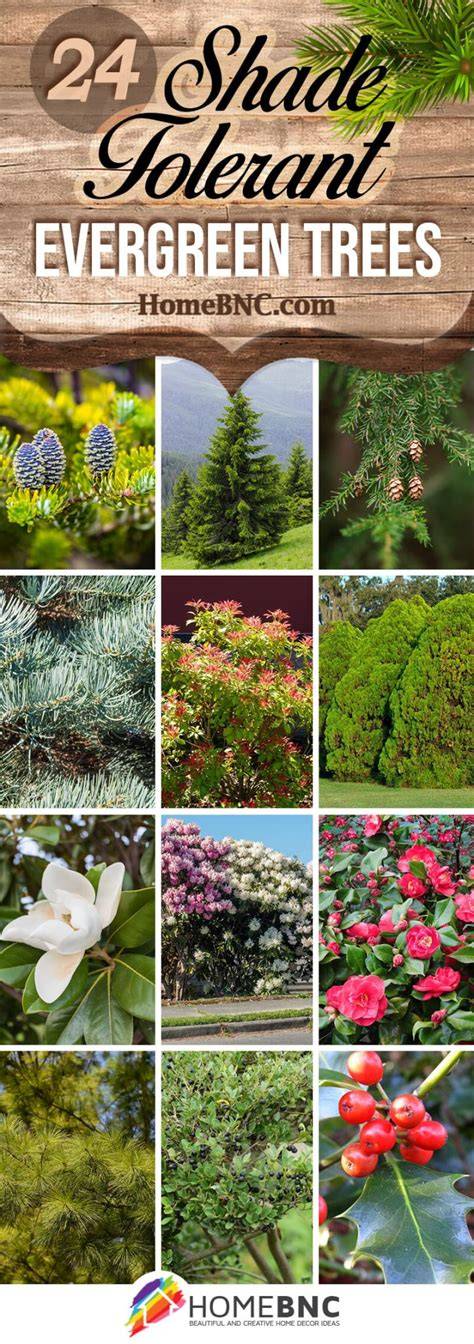 10 Best Evergreen Trees for Shade: Your Ultimate Garden Guide - raincitystudios.com