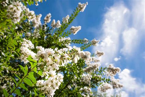 10 Best Fragrant Trees for Your Landscaping - The Spruce - raincitystudios.com
