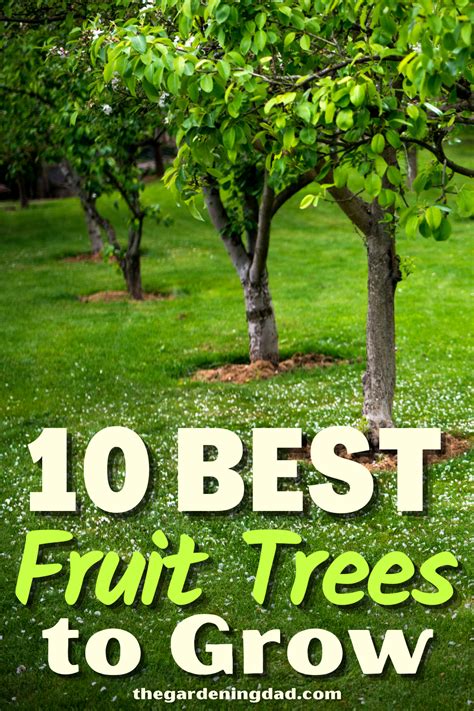 10 Best Fruit Trees for Shade for Your Garden - raincitystudios.com