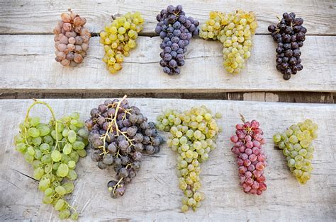 10 BEST Grapes to Grow in North Carolina (2024 Guide)