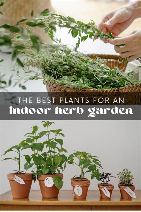 10 Best Indoor Herb Gardens for 2023 - Indoor … - raincitystudios.com