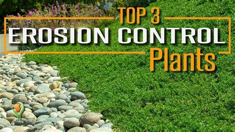 10 Best Plants to Control Erosion in Your Yard - Lawn … - raincitystudios.com