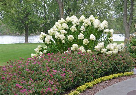 10 Best Shrubs for Flowering Hedges - Proven Winners - raincitystudios.com