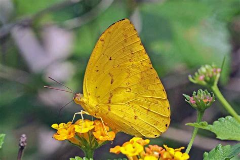 10 Beautiful Types of Yellow Butterflies In The World