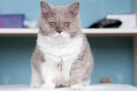 10 Best Cat Breeds for People With Allergies - The …