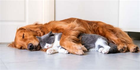 10 Best Dog Breeds That Get Along With Cats - The …