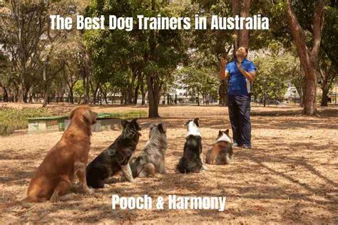 10 Best Dog Trainers in Australia - FunEmpire