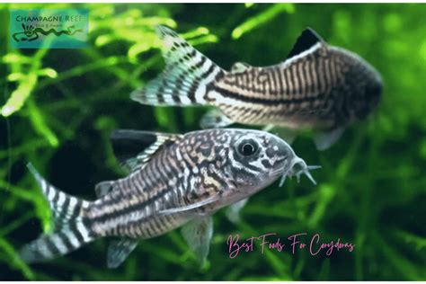 10 Best Foods for Corydoras Reviewed and Rated in 2024