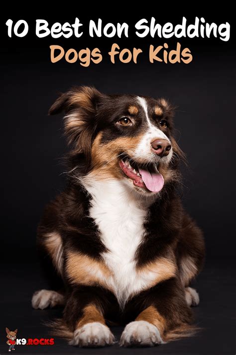 10 Best Non Shedding Dogs for Kids - K9 Rocks