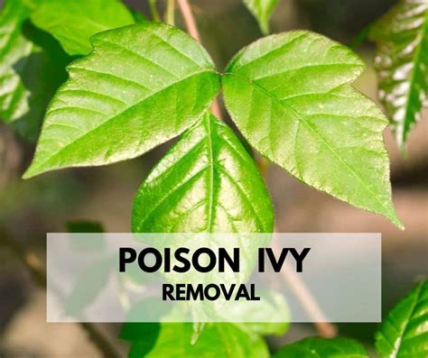 10 Best Ways To Get Rid Of Poison Ivy Plants - Life Is …