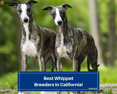 10 Best Whippet Breeders in the United States! (2024)