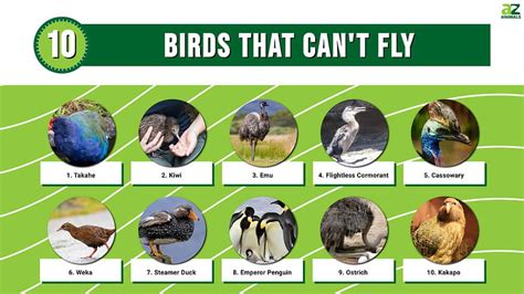 10 Birds That Can’t Fly & Why They Don’t Need To – …