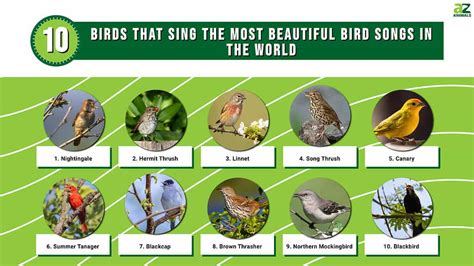 10 Birds That Sing: The Most Beautiful Bird Songs in the …