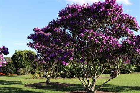 10 Canopy Trees for Garden Shade in Australia - Jim's Mowing - raincitystudios.com