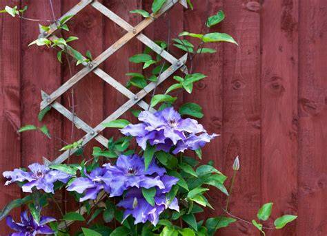 10 Climbing Plants That Are Easy to Keep Under Control - raincitystudios.com