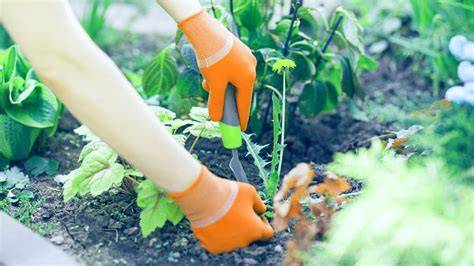10 Common Hugelkultur Mistakes And How To Fix Them - Wild Yards - raincitystudios.com