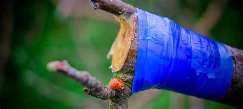10 Common Plants That Can Be Grafted - Back Garden - raincitystudios.com