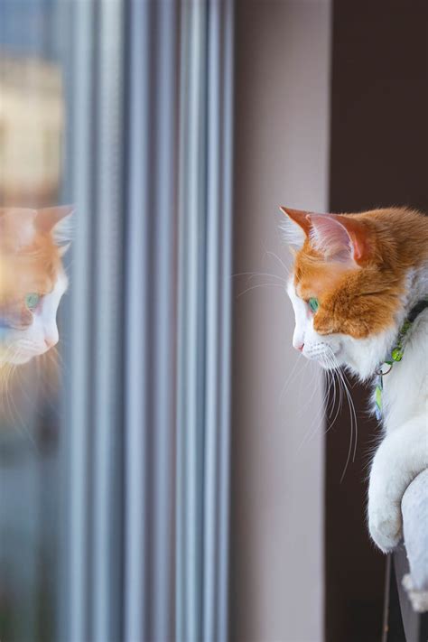 10 Creative Ways to Keep Your Cat Entertained …