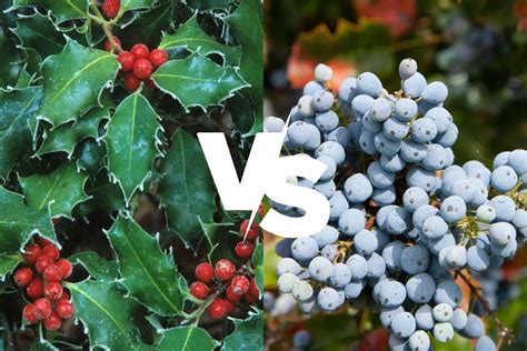 10 Differences Between Grape Holly and Holly – Thriving Yard