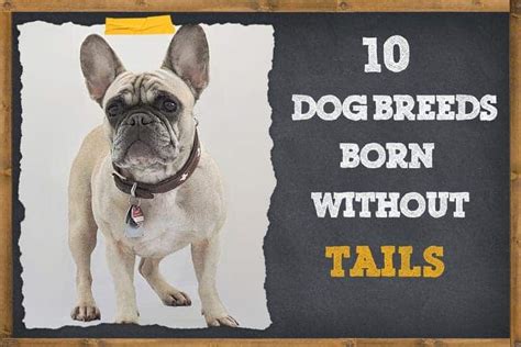 10 Dog Breeds Born Without Tails ZooAwesome