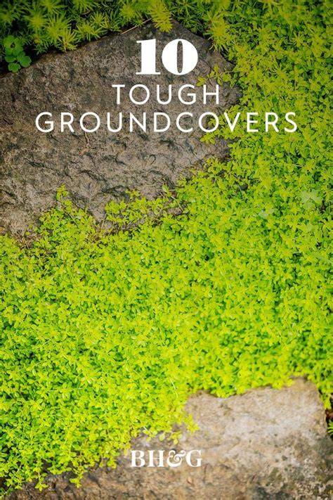 10 Easy-Care Groundcovers for Tough Spots - Better Homes & Gardens - raincitystudios.com