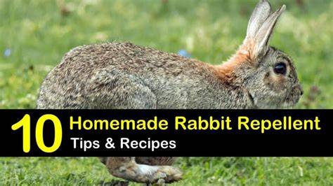 10 Easy-to-Follow Rabbit Repellent Solutions - Tips … - raincitystudios.com