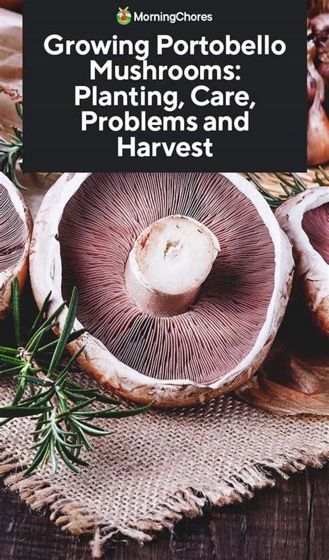 10 Essential Tips for Growing Portobello Mushrooms - raincitystudios.com