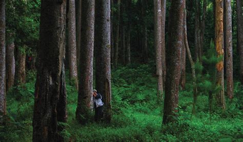 10 Etika Rimbawan - Forest Digest - raincitystudios.com